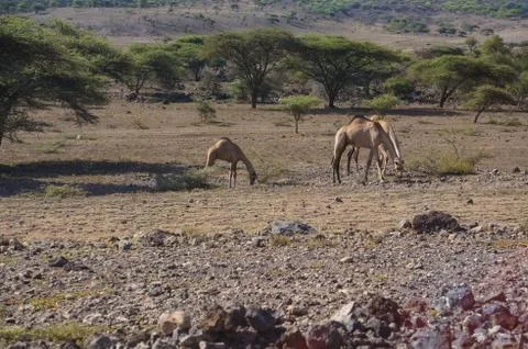 In wildlife sanctuary Stock Photos