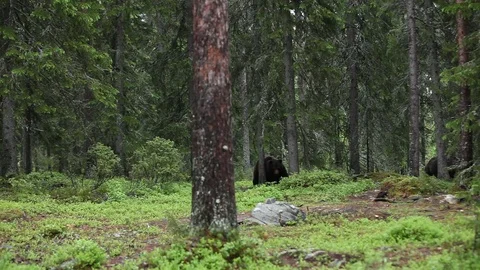 Wildlife scene with bears in dark forest waling in search for food. Stock Footage 88185231