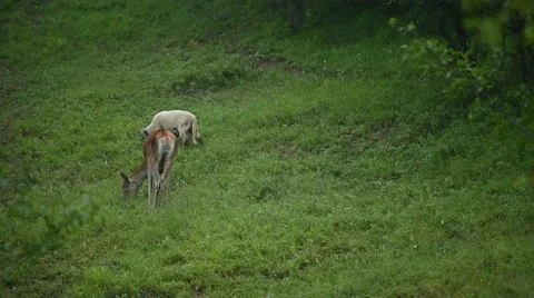 Wildlife scene with deer graze next to sheep on meadow Vidéo 65224181