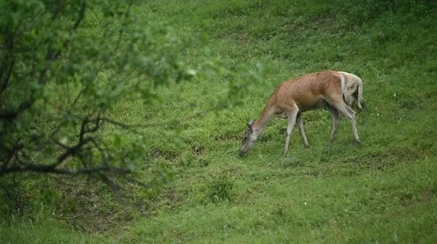 Wildlife scene with deer graze next to sheep on meadow Stockbeeldmateriaal 65224192