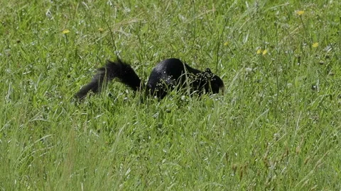 Wildlife Scene Features Black Fox Squirrel in Rural North Carolina Video stock 336313531