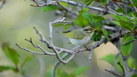 Wildlife Scene Featuring Western Crowned Warbler On Natural Branch Stock Footage 337015456
