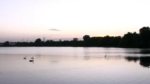 Wildlife scene. Stock Footage 138117019