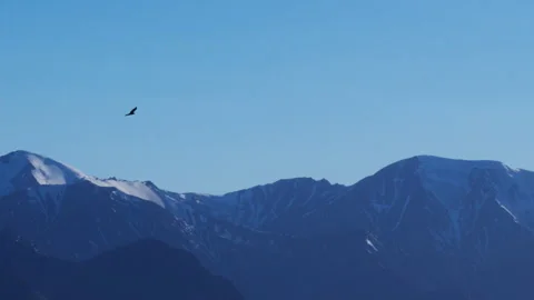 Wildlife Scene Of Golden Eagle Bird Gliding Over Sheep Mountain In Kluane Stock Footage 280459220