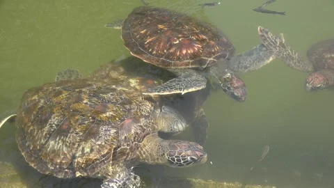 Wildlife. Sea turtles close-up. Zoo on t... | Stock Video | Pond5