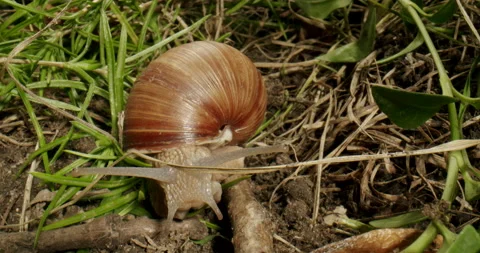 Wildlife snail crawling in the grass. Macro, close up. Moving tentacles. Stock Footage 220796402