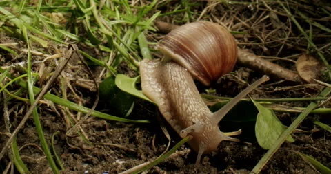 Wildlife snail crawling in the grass. Macro, close up. Moving tentacles Stock Footage 220866897