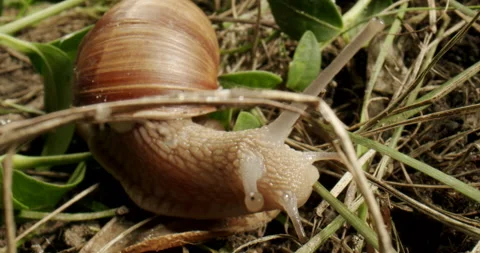 Wildlife snail crawling in the grass. Moving tentacles. Snail in natural habitat 스톡 동영상 220952908