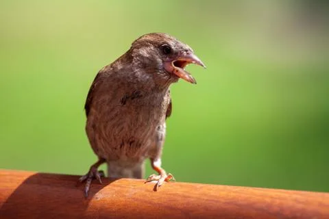 Wildlife Sparrow on a twig. Stock Photos