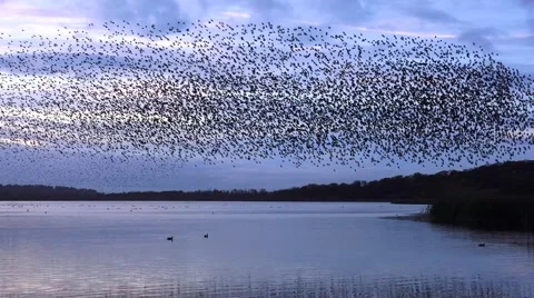 Wildlife starlings flock together on lake at sunset nature background Stock Footage