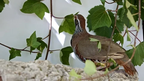 Wildlife studio portrait: Close-up of beautiful red-legged partridge Stock Footage 112551995