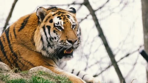 Wildlife tiger Video stock 243694613