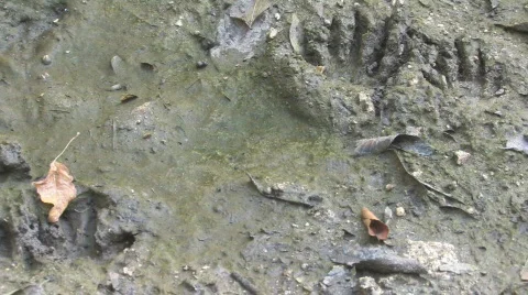 Wildlife tracks in mud clip 2 Stock Footage