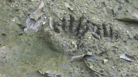 Wildlife tracks in mud Stock Footage 521553