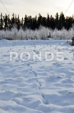 Wildlife tracks Stock Photos
