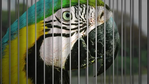 Wildlife trafficking concept Stock Footage 131652030