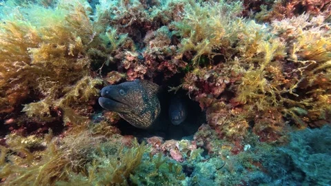 Wildlife undersea  Two moray eel in a little hole Stock Footage 344690163