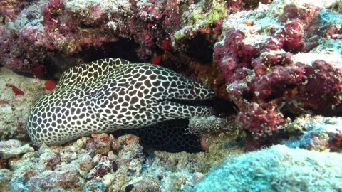 Wildlife underwater - Leopard moray eel in a colorful reef Video stock 272212399