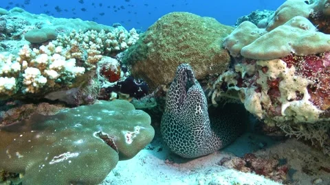 Wildlife underwater - Leopard moray eel in a coral reef Video stock 276383777