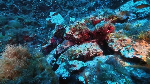 Wildlife underwater - Moray eel on a deep seabed Stock Footage 340570933