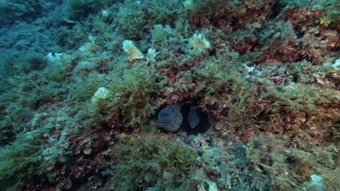 Wildlife underwater - Two moray eel in its crevice Stock Footage 346414093