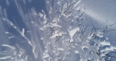 Wildlife in winter, top view close - up in motion. Bush covered with snow Stock Footage 119075992