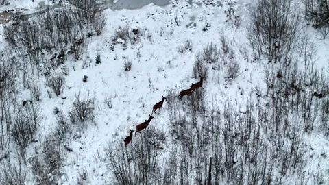 Wildlife in wintertime. Vídeo Stock 331215179