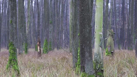Wildlife without human interference, 8K Stock Footage 166945795