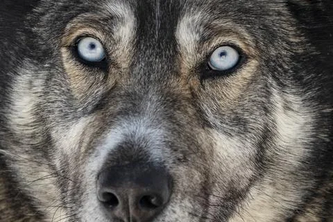 Wildlife. Wolf. Stock Photos