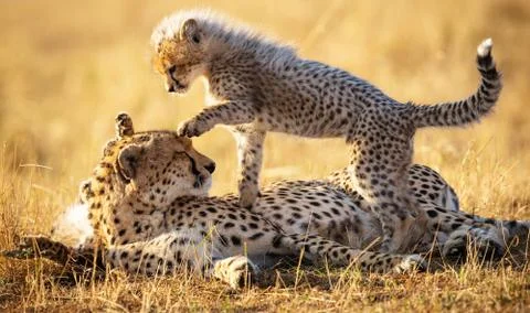 Wildlife in the World Stock Photos