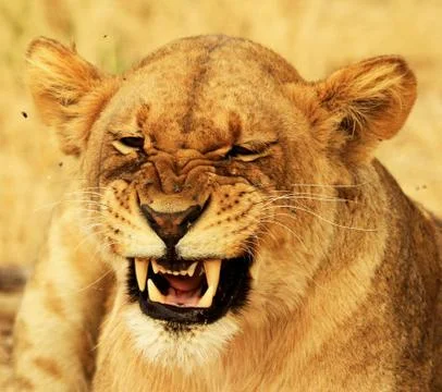 Wildlife in the World Stock Photos