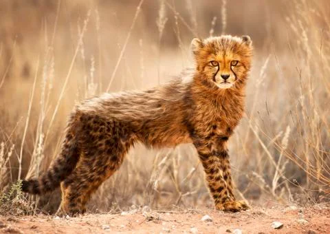 Wildlife in the World Stock Photos