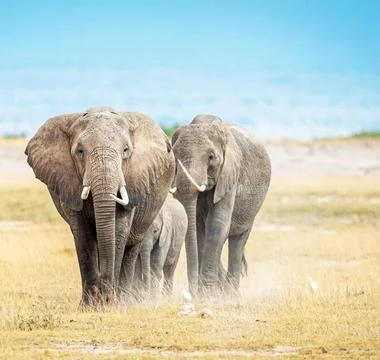 Wildlife in the World Stock Photos