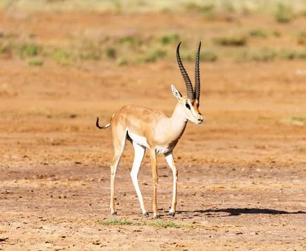 Wildlife in the World Stock Photos