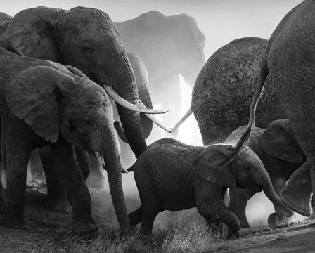 Wildlife in the World Stock Photos