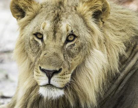 Wildlife in the World Stock Photos