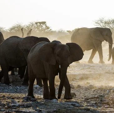 Wildlife in the World Stock Photos