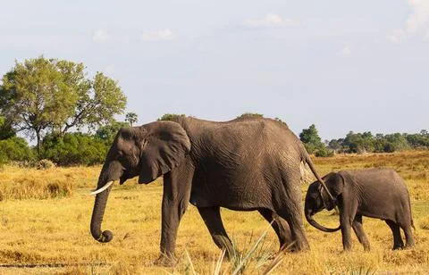 Wildlife in the World Stock Photos