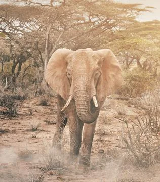 Wildlife in the World Stock Photos