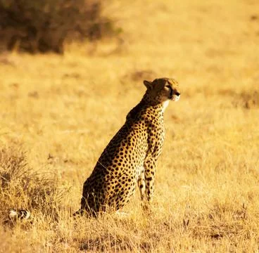Wildlife in the World Stock Photos