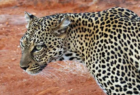 Wildlife in the World Stock Photos