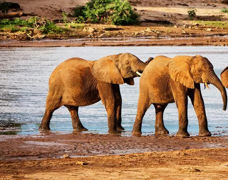 Wildlife in the World Stock Photos