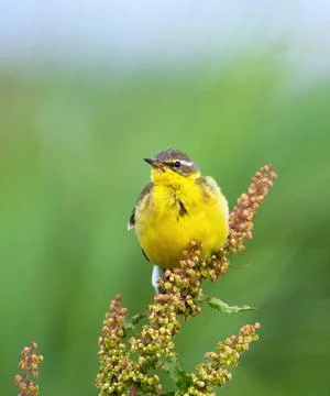 Wildlife in the World Stock Photos