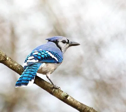 Wildlife in the World Stock Photos