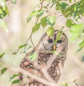 Wildlife in the World Stock Photos