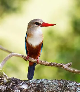 Wildlife in the World Stock Photos
