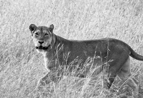 Wildlife in the World Stock Photos