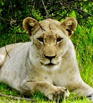 Wildlife in the World Stock Photos