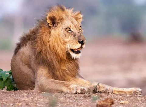 Wildlife in the World Stock Photos