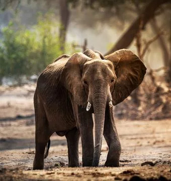 Wildlife in the World Stock Photos